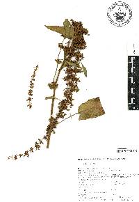 Rumex obtusifolius image