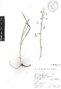 Zigadenus virescens image