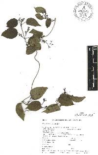 Paederia ciliata image