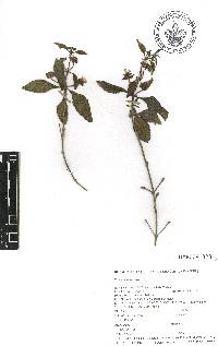 Lantana urticoides image