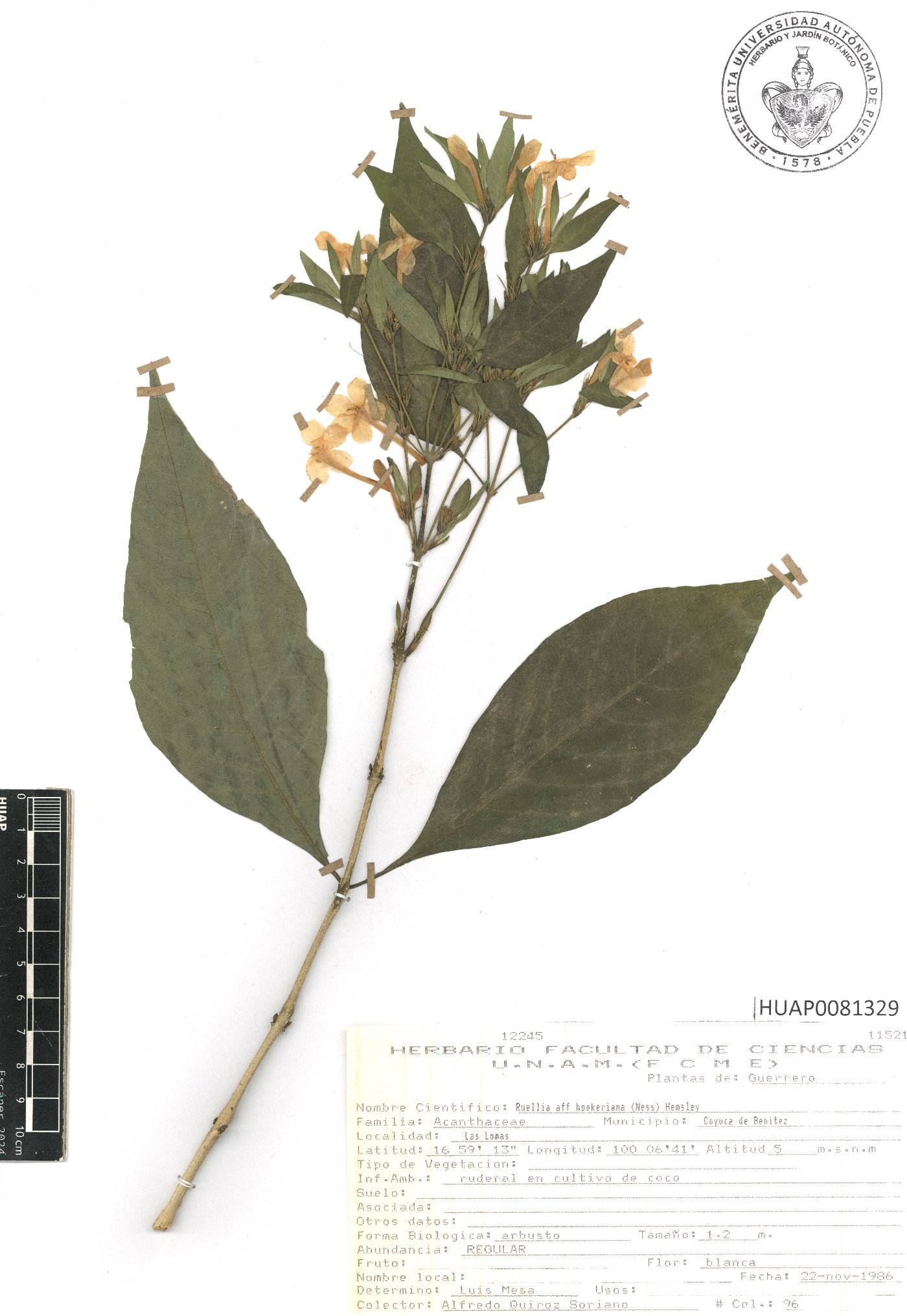 Ruellia hookeriana image