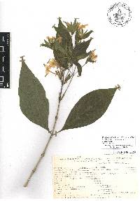 Ruellia foetida image