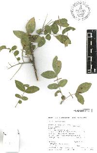 Zanthoxylum arborescens image