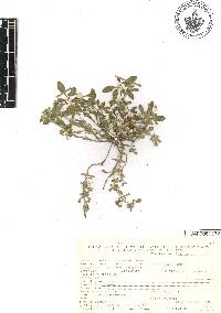 Alternanthera pungens image