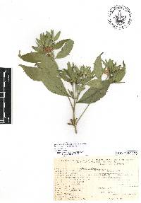 Ruellia foetida image