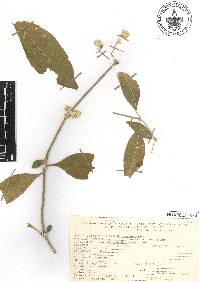 Pfaffia hookeriana image