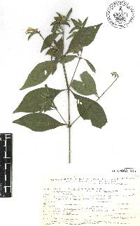 Ruellia hookeriana image