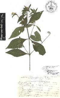 Ruellia foetida image