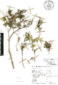 Monochaetum calcaratum image