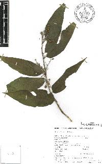 Cestrum aurantiacum image