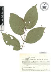 Piper hispidum image