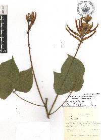 Erythrina horrida image