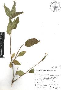 Croton morifolius image