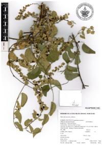 Cissampelos pareira image