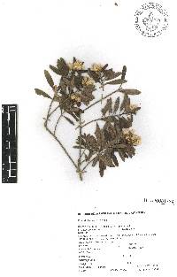 Baccharis heterophylla image