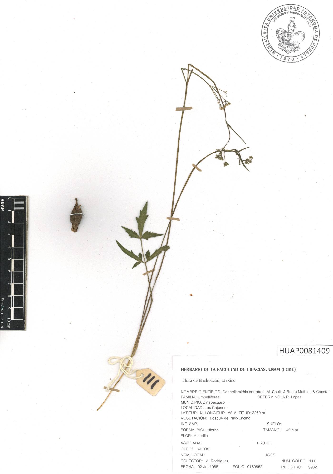 Donnellsmithia serrata image