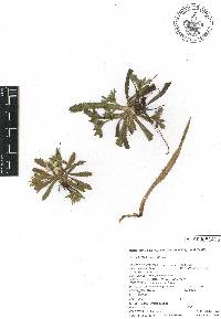 Eryngium carlinae image