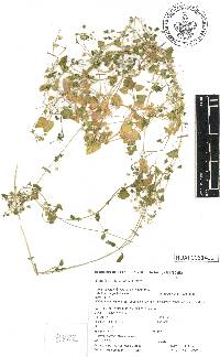 Stellaria nemorum image