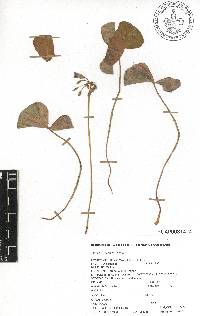 Oxalis tetraphylla image