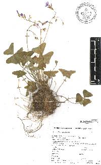 Oxalis tetraphylla image