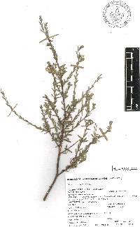 Salix taxifolia image