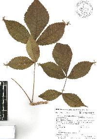 Bursera fragrantissima image