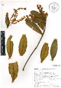 Comarostaphylis arbutoides image