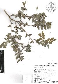 Vaccinium confertum image