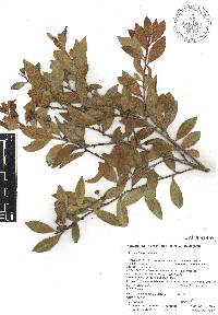 Lyonia squamulosa image