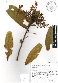 Comarostaphylis arbutoides image