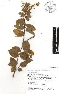 Gaultheria erecta image