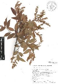 Vaccinium stenophyllum image