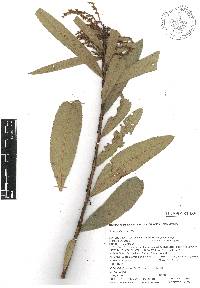 Comarostaphylis discolor image