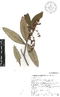 Comarostaphylis discolor image