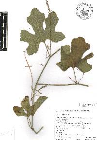 Ibervillea fusiformis image