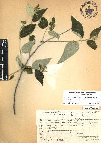 Croton acapulcensis image