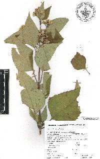 Ageratina mairetiana image