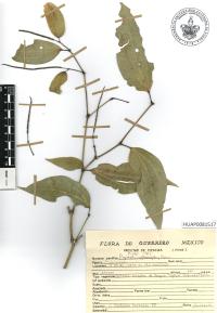Piper hispidum image