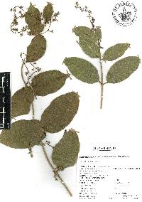 Petrea volubilis image