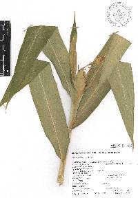 Hedychium coronarium image