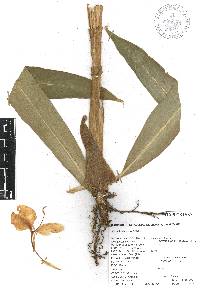 Hedychium coronarium image