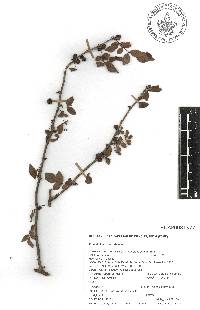 Bursera fagaroides image