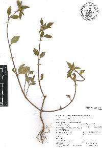 Euphorbia dentata image