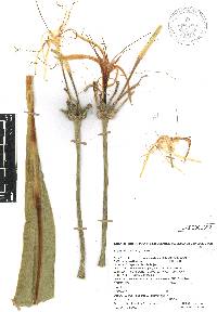 Hymenocallis acutifolia image