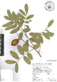 Lonchocarpus eriocarinalis image