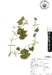 Gronovia scandens image