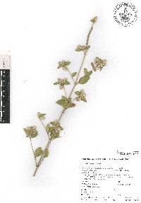 Brickellia oliganthes image