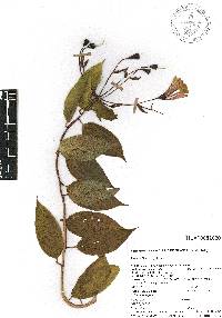 Bomarea edulis image