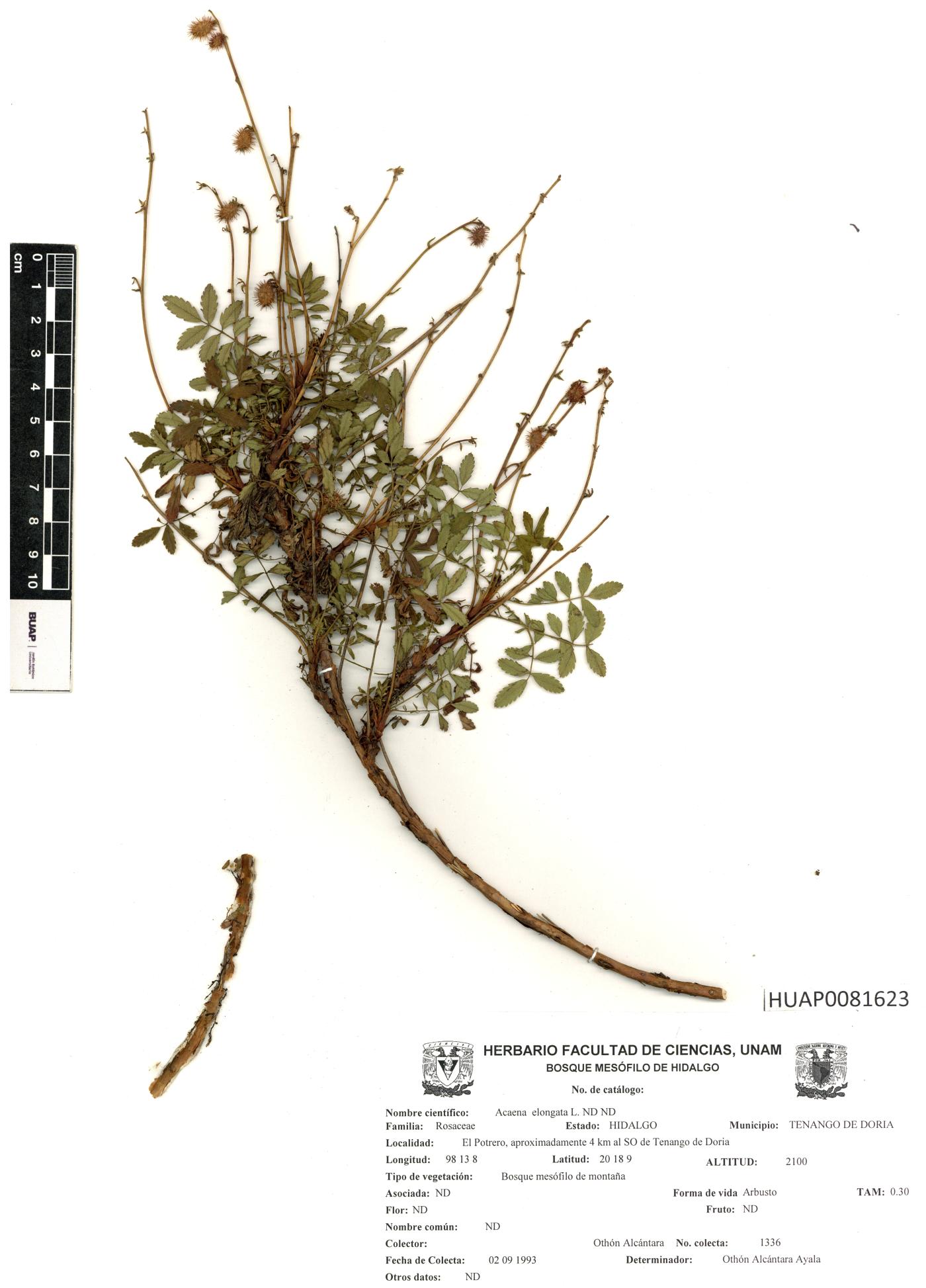 Acaena elongata image