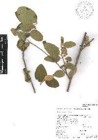 Colubrina macrocarpa image